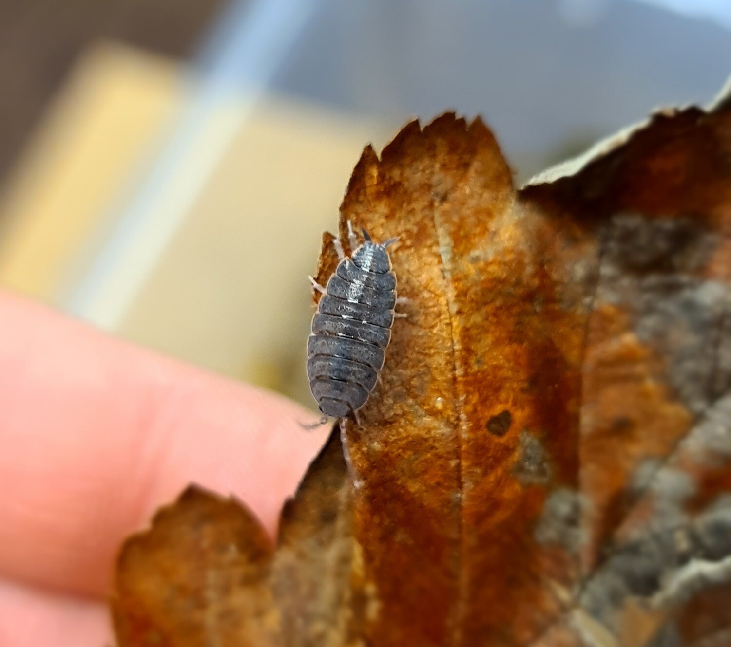 Porcellionides Pruinosus &quot;Vietnan&quot; (10)