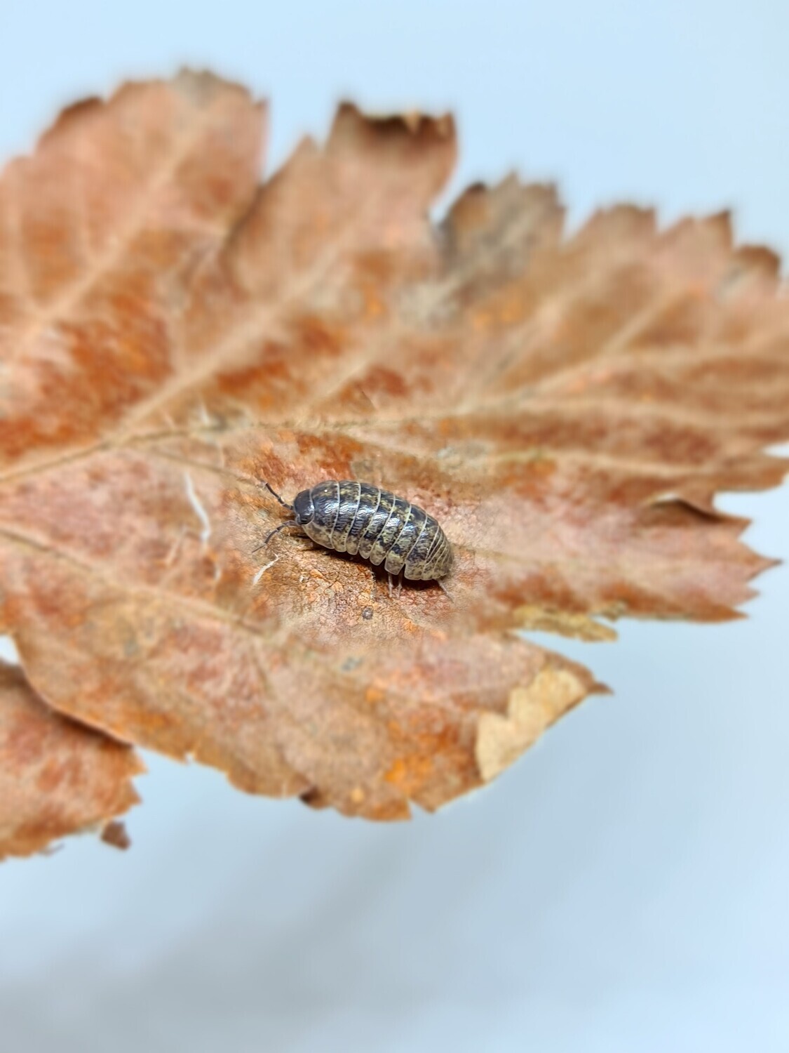 Armadillidium "Santa Lucia" (20)