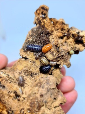 ARMADILLIDIUM CF VULGARE "MULTICOLOUR"