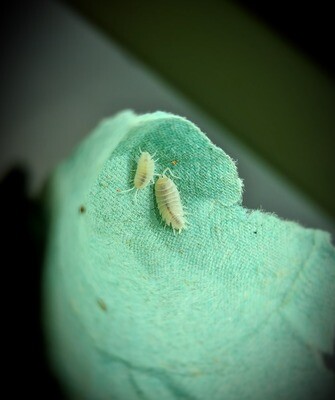 PORCELLIONIDES PRUINOSUS "WHITE POWDER"