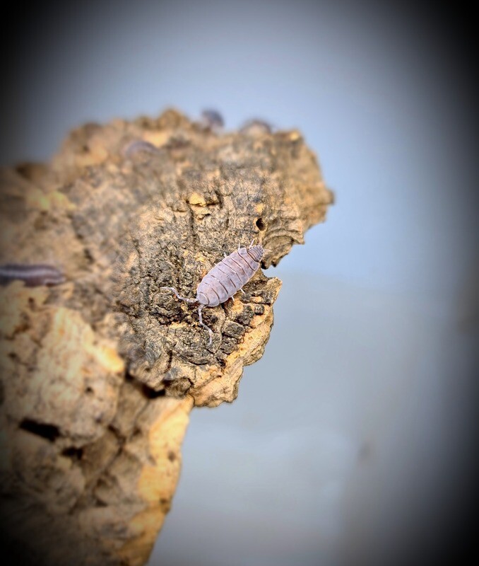 Porcellionides Pruinosus &quot;Blue Powder&quot; (10)