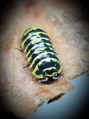 ARMADILLIDIUM MACULATUM "YELLOW"