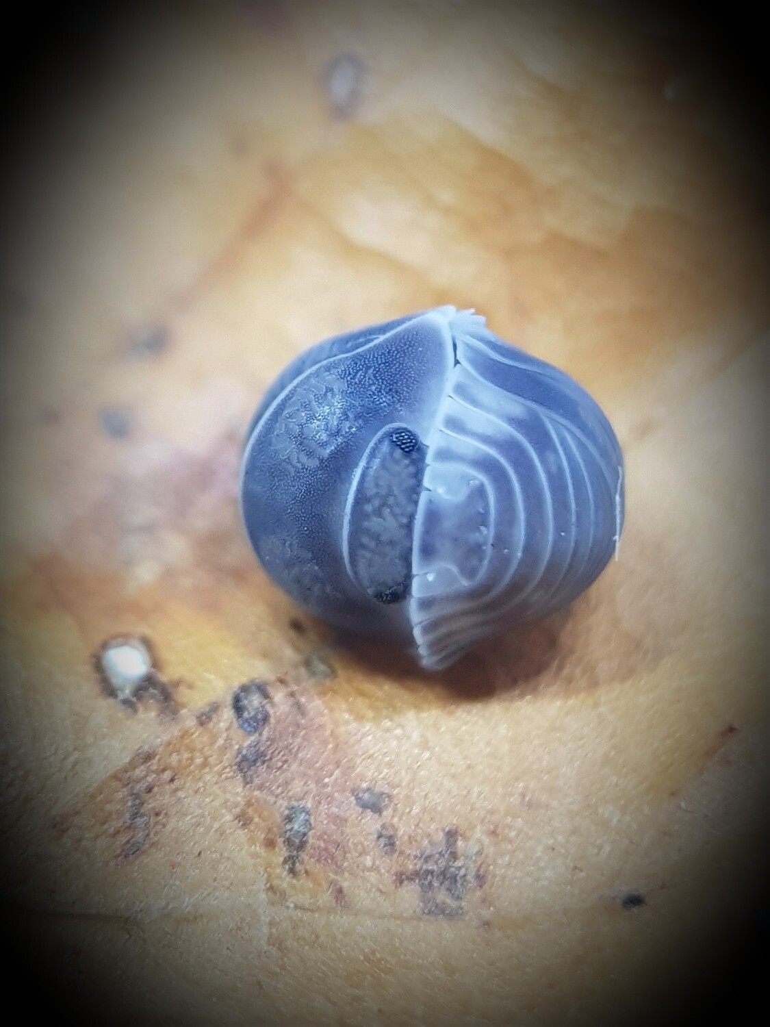 Cubaris Sp "White Side" (20)