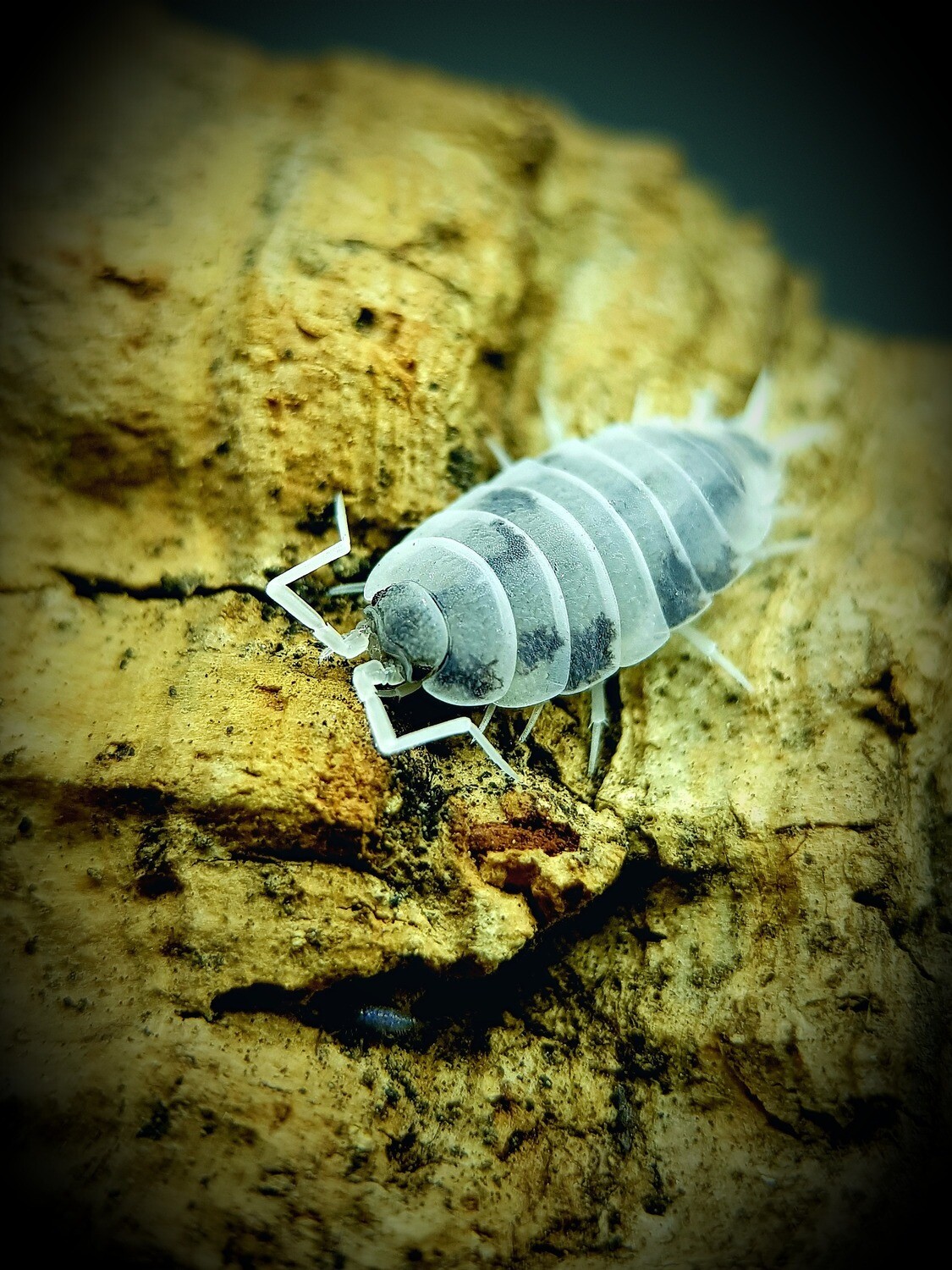 Porcellionides Pruinosus "Oreo Crumble" (40)