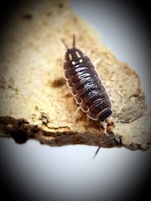PORCELLIO MALAGA "MONSTER"