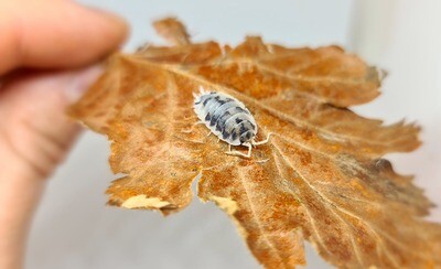 PORCELLIO SCABER &quot;DAIRY COW&quot;