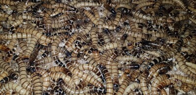 MORIO WORMS