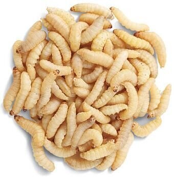 WAX WORMS