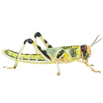 EXTRA LARGE LOCUST