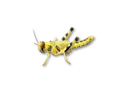 MEDIUM LOCUST