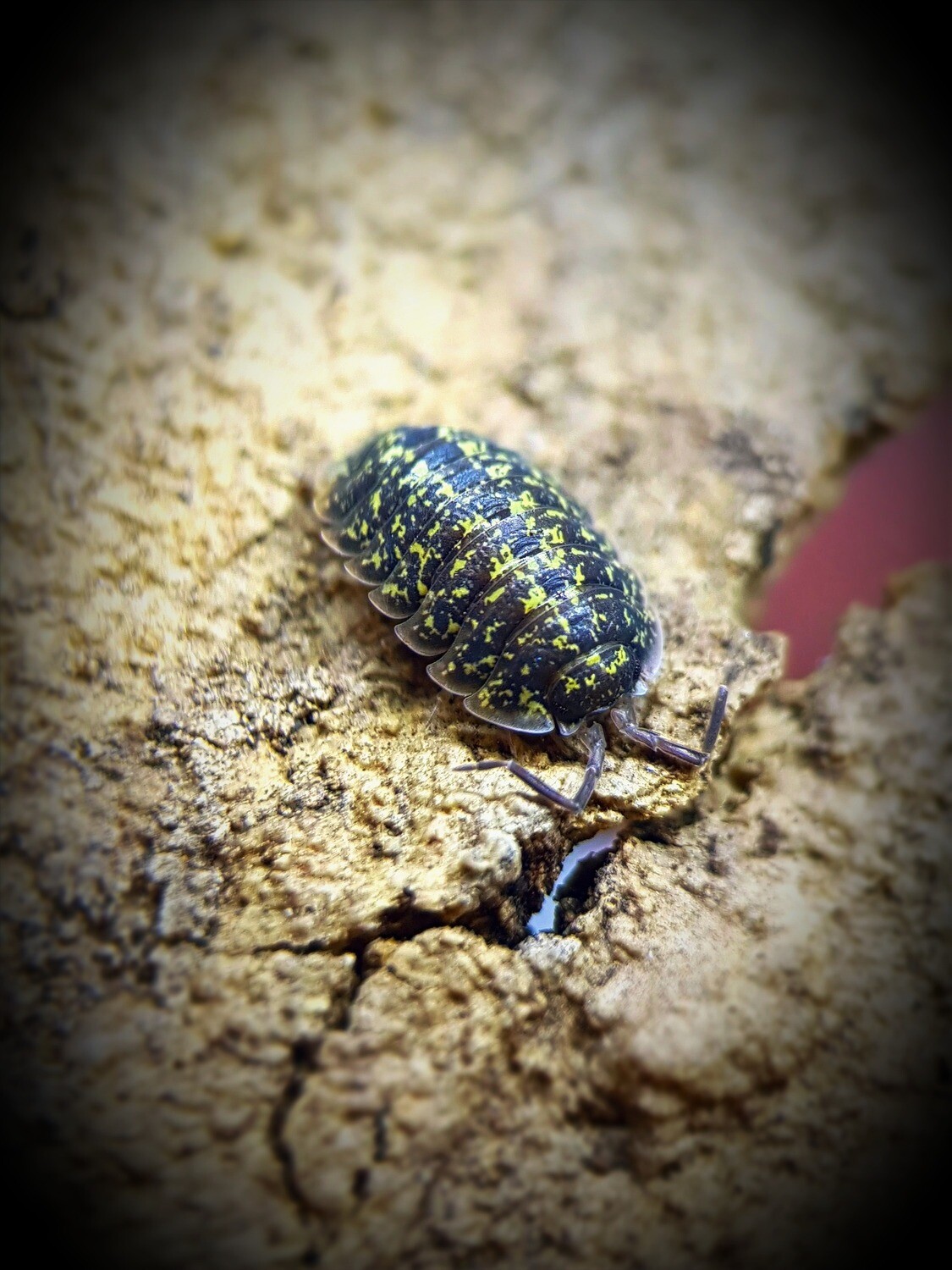 Porcellio Flavomarginatus "Crete" (40)