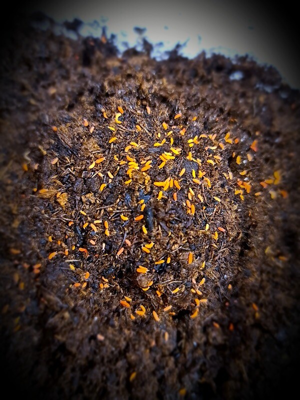 Orange Springtail &quot;Bilobella  Braunerae&quot; (25+)