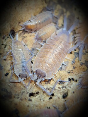 PORCELLIO NICKLESI "ORANGE"