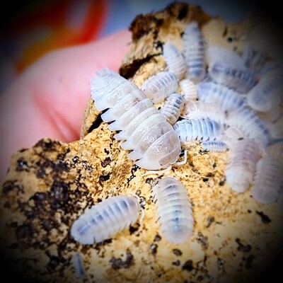 ARMADILLIDIUM GRANULATUM "WHITE PEARL"
