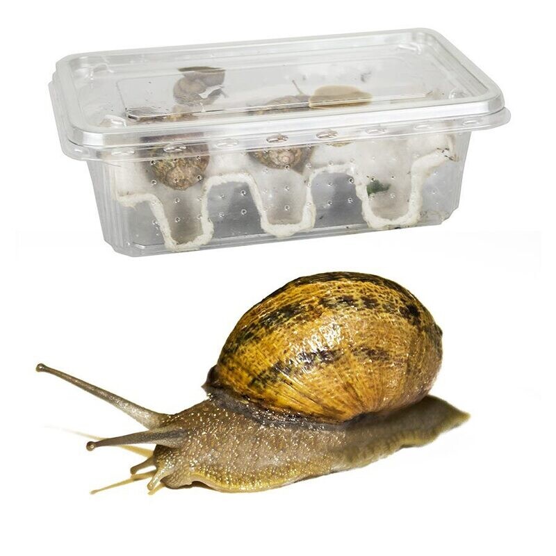 Medium Snails Pre-Pack (8 approx)