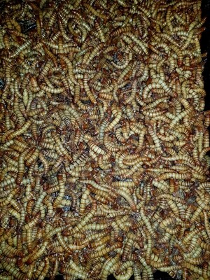 GIANT MEAL WORMS