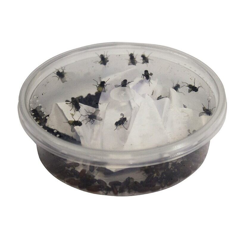 Curly-wing Flies culture pre-pack