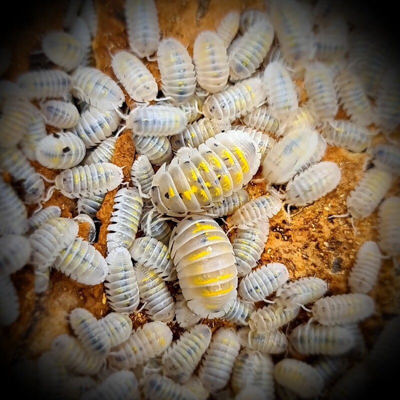 Armadillidium Granulatum &quot;Magic potion&quot; (1)