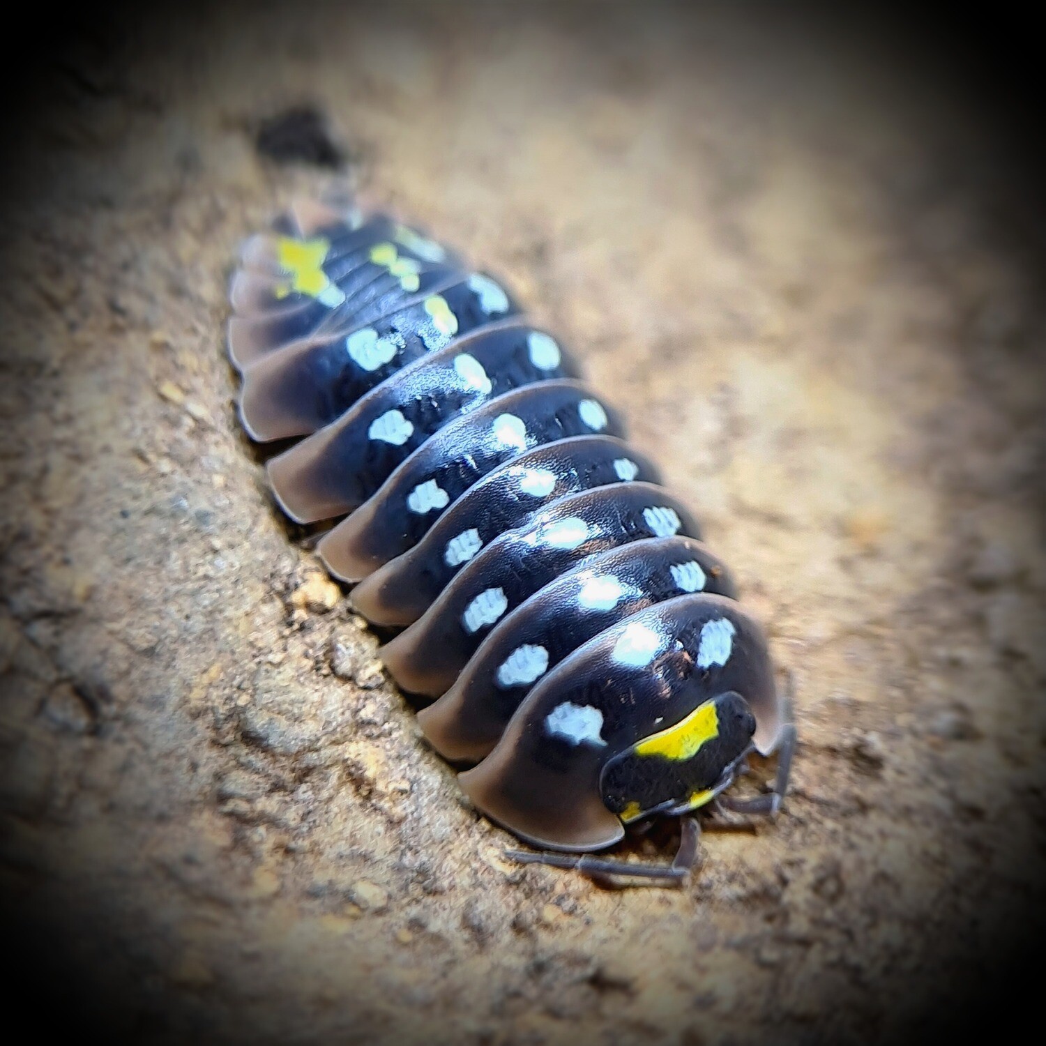 Armadillidium Klugii "Puding" (20)