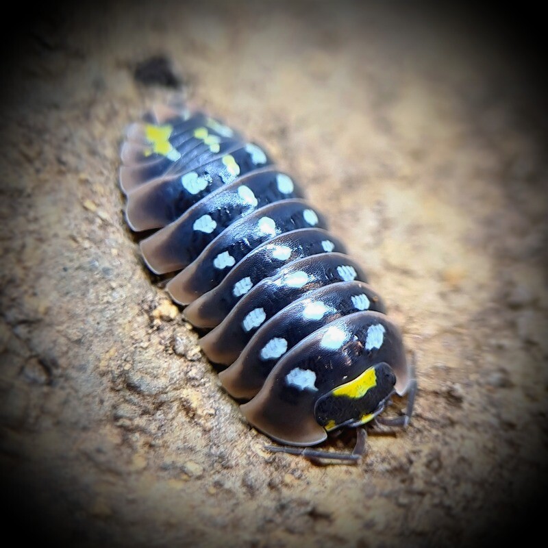 Armadillidium Klugii "Puding" (1)