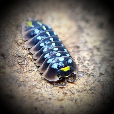 ARMADILLIDIUM KLIGII "PUDDING"