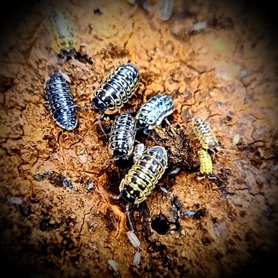 ARMADILLIDIUM VERSICOLOR