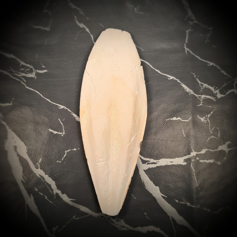 Large Cuttle Fish (1) 15-20cm