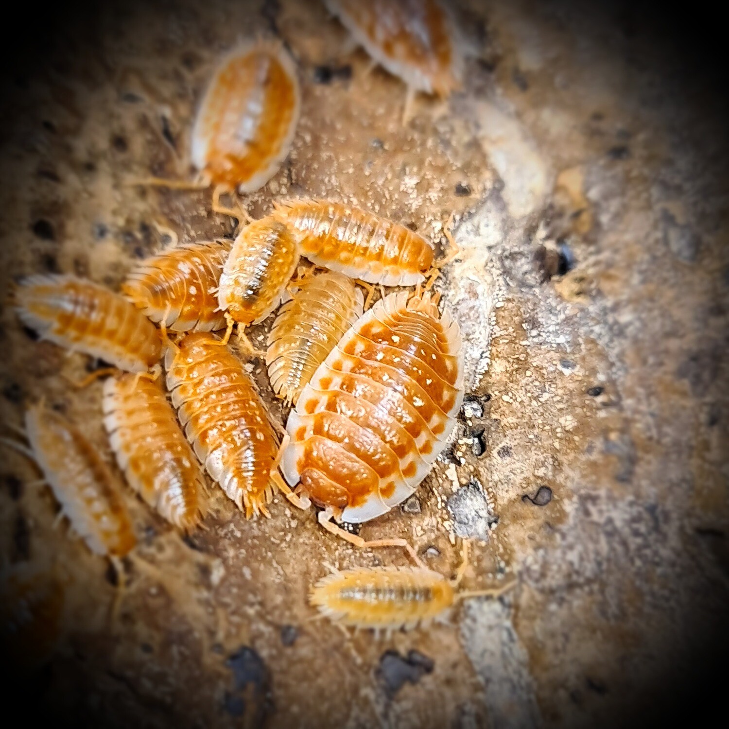 Oniscus Asellus "Orange" (10)