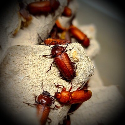 BEETLES AND PUPAE