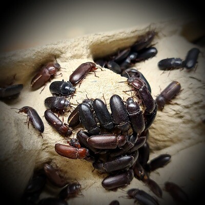 MEALWORMS BEETLES