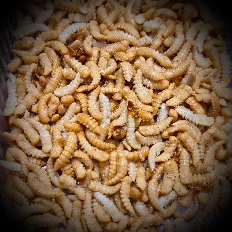 Giant Mealworms Pupae (10)