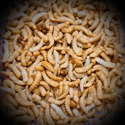 GIANT MEALWORMS PUPAE