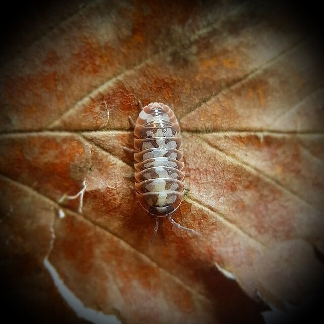 Armadillidium Klugii Slano &quot;Skeleton&quot; (1)