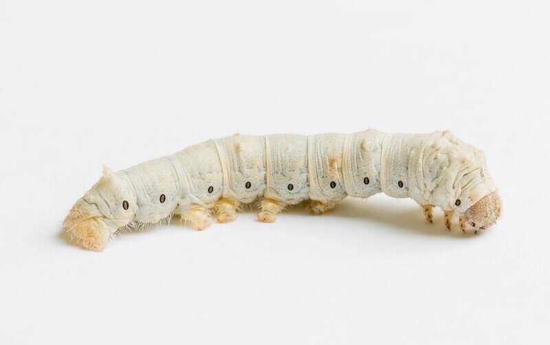 Silkworm pre-pack, (Small Size)