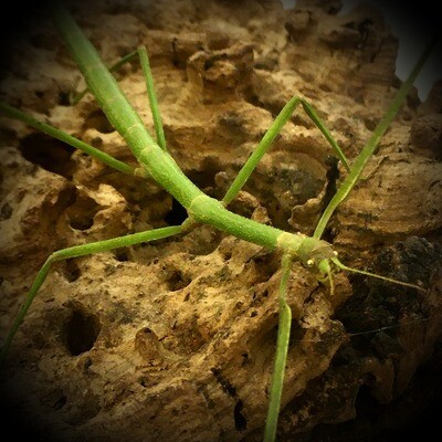 STICK INSECTS