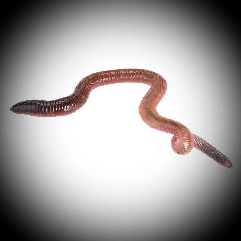 Giant Lob Worms (Lumbricus) prepack 10