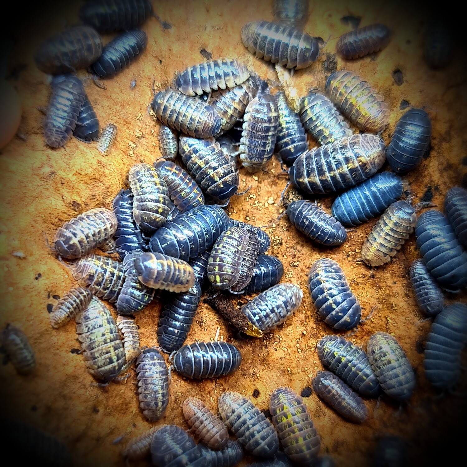 Armadillidium "Apfelbecki" (10)