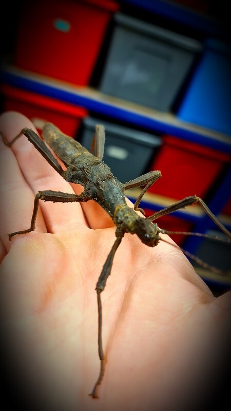 CB Giant Thorny- Mix Size (1)