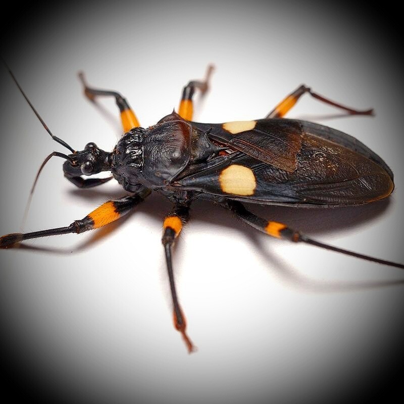 CB Two-Spotted Assassin Bug - Mix Size (1)