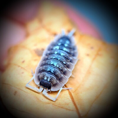 PORCELLIO NICKESI "DARK"
