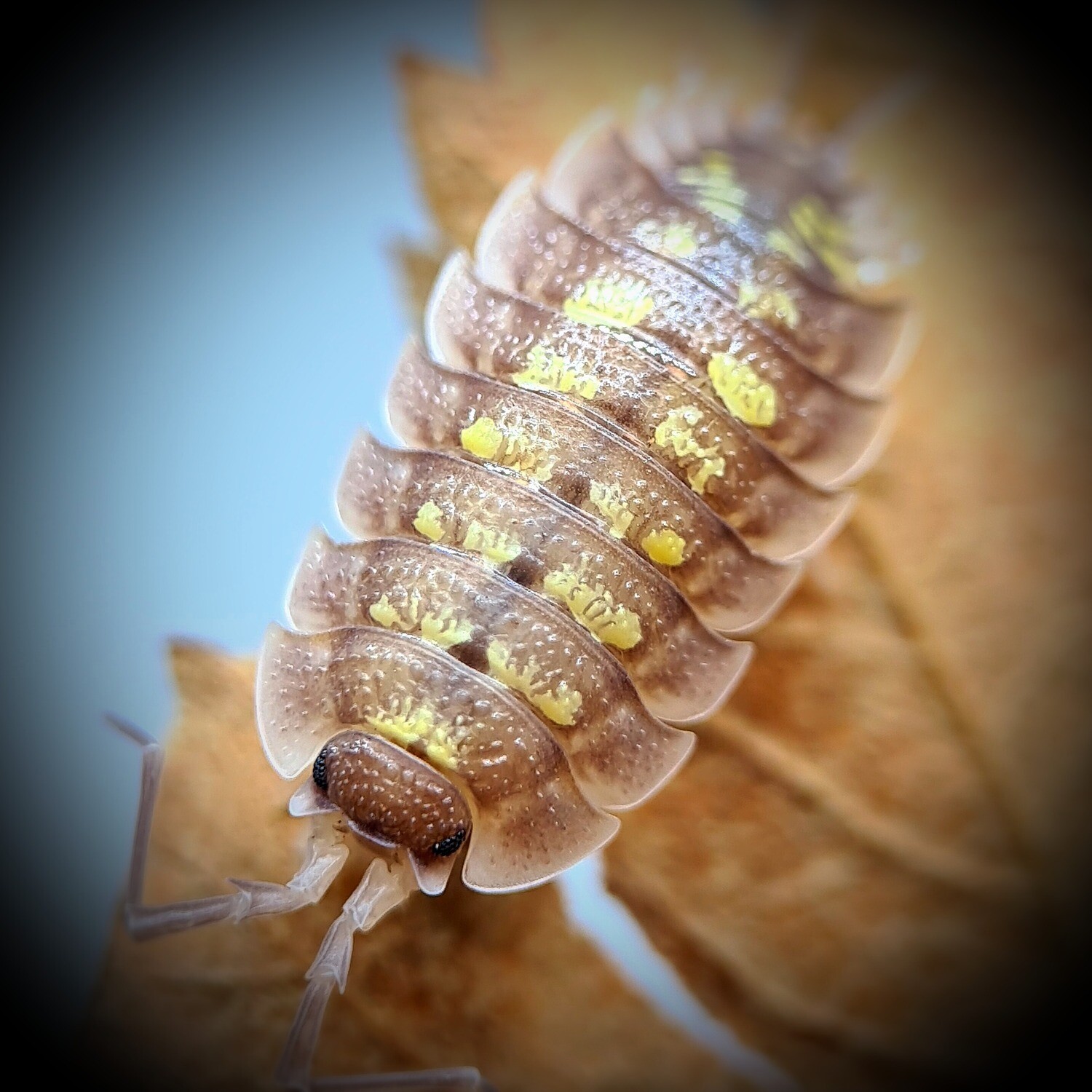 Porcellio Nicklesi "Tang" (10)