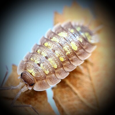 PORCELLIO NICKLESI "TANG"