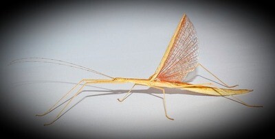 CB PINK WING