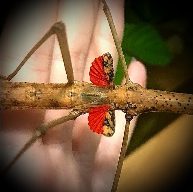 CB Bud Wing- Mix Size (1)