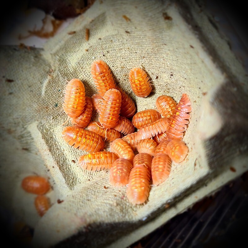 Armadillium Granulatum &quot;Orange&quot; (1)