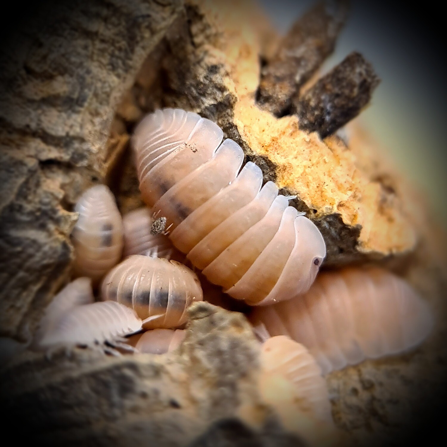 Cubais Sp Murina "Papaya" (20)