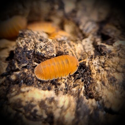 CUBARIS SP MURINA "MANDARIN"