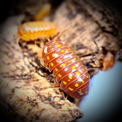 ARMADILLIDIUM FRONTETRIANGULUM "ORANGE