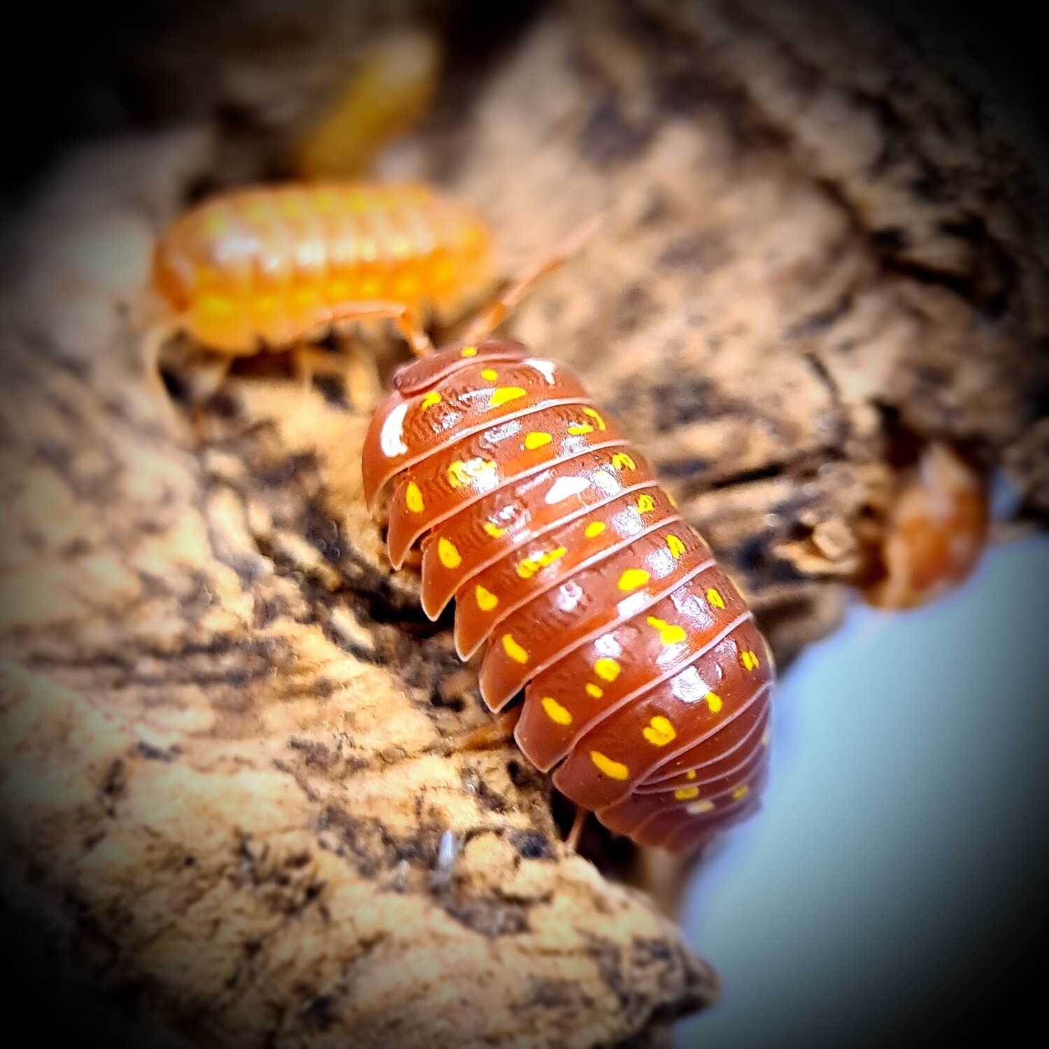 Armadillidium Frontetriangulum "Orange" (1)