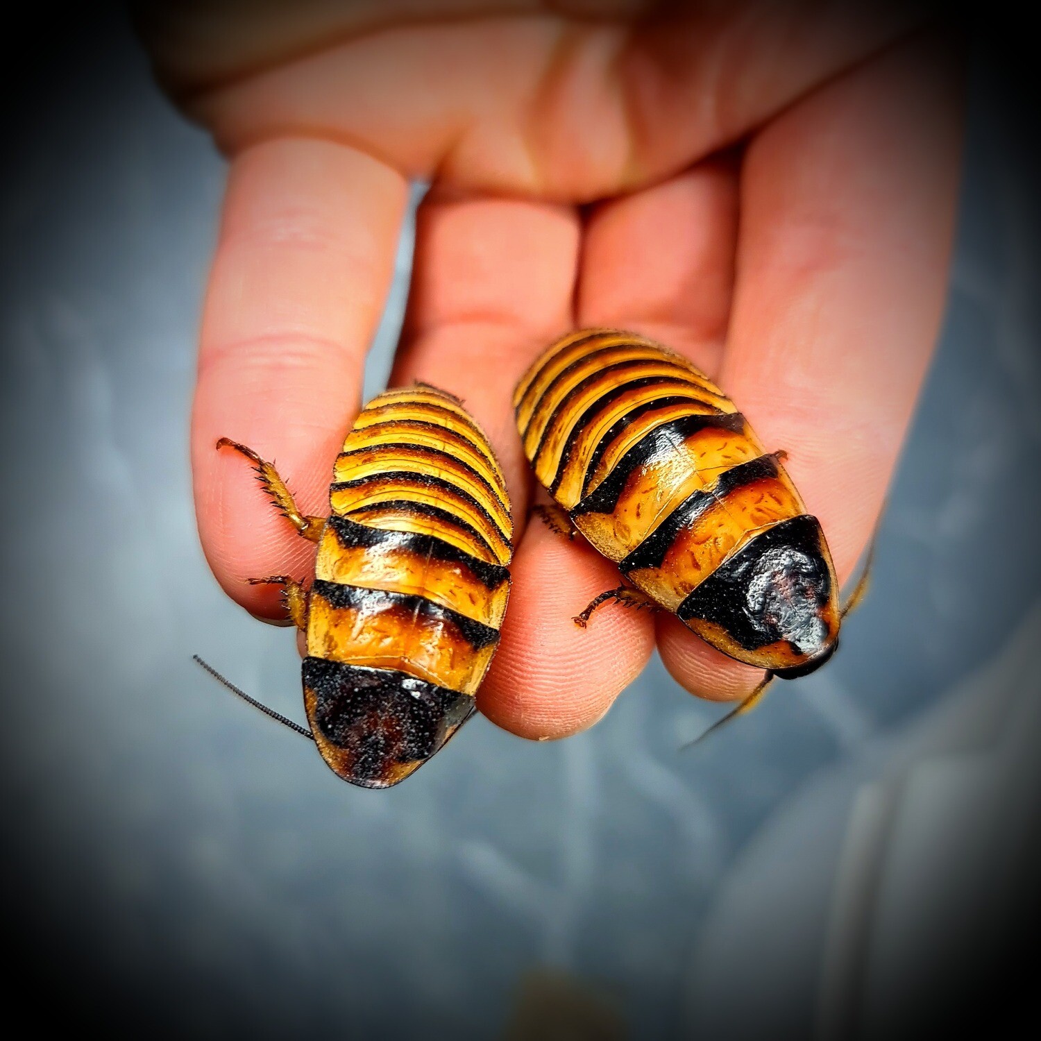 Javanica Hissers (10)